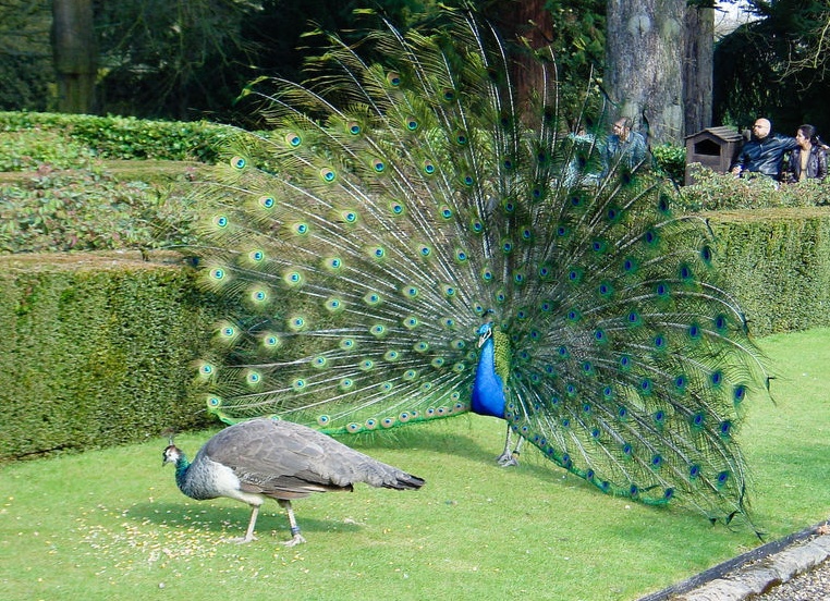 Брачные игры и ухаживания животных