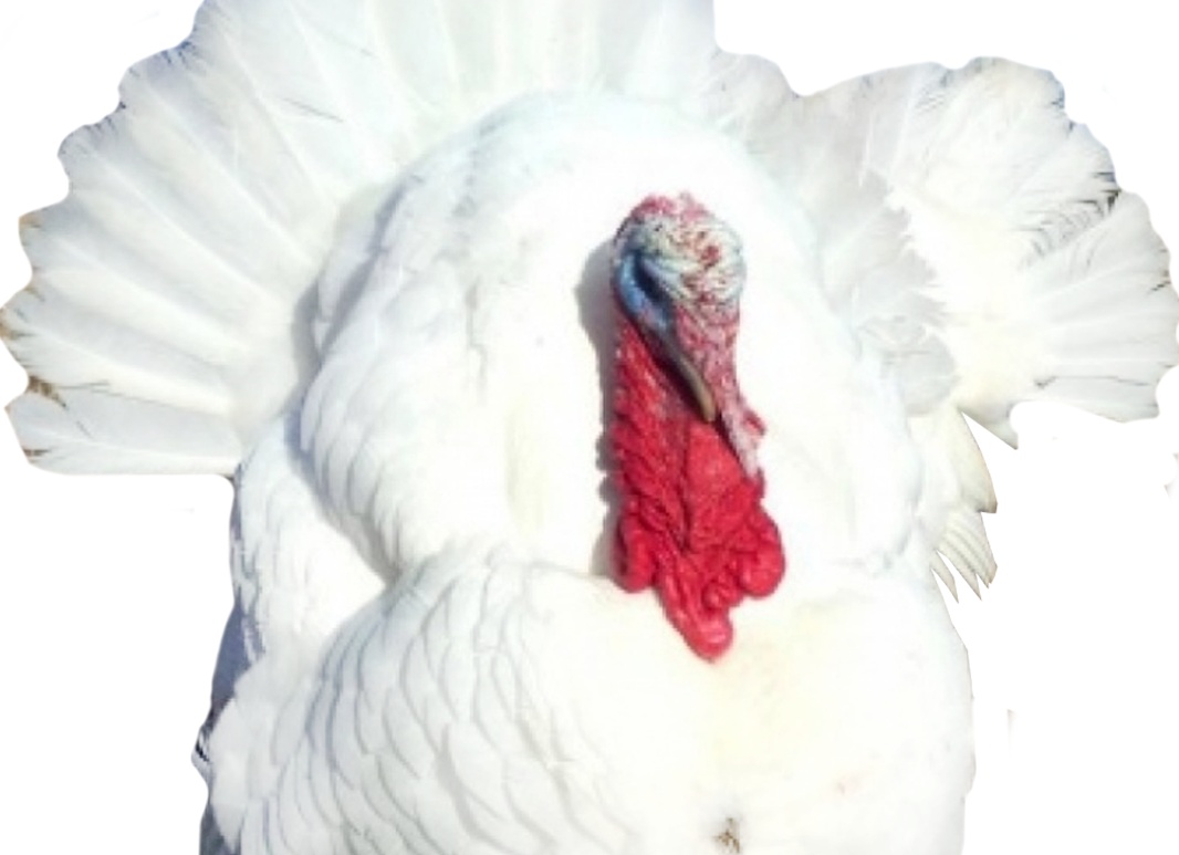 Особенности самых тяжелых индюков Биг 6