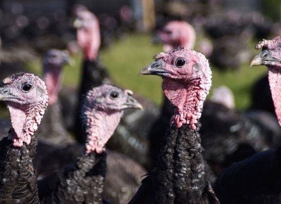 Голладские белые индюки