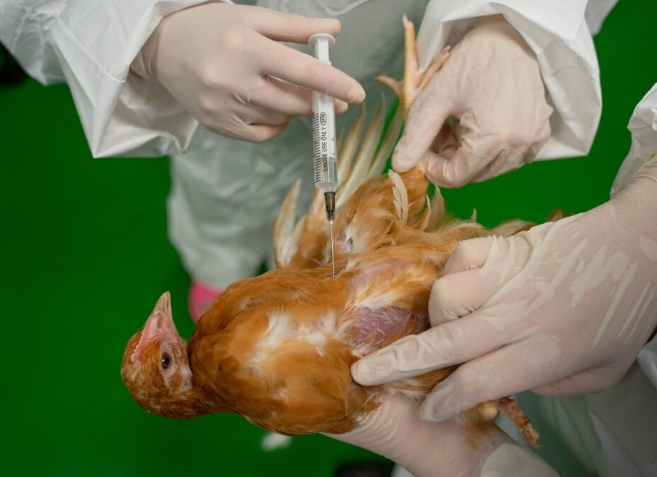 Вакцинация кур в домашних условиях