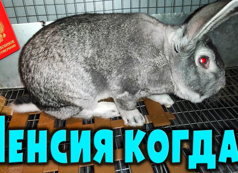 НЕУЖЕЛИ ЗАВОДЧИКОМ КРОЛИКОВ МОЖЕТ СТАТЬ КАЖДЫЙ?