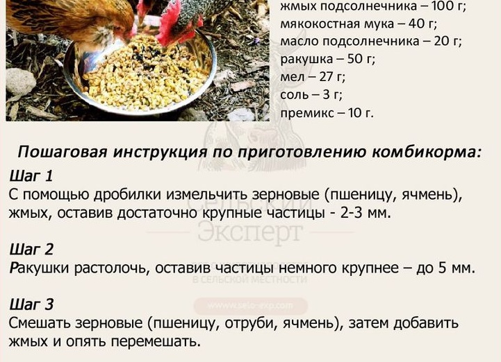 Кормление кур ячменем