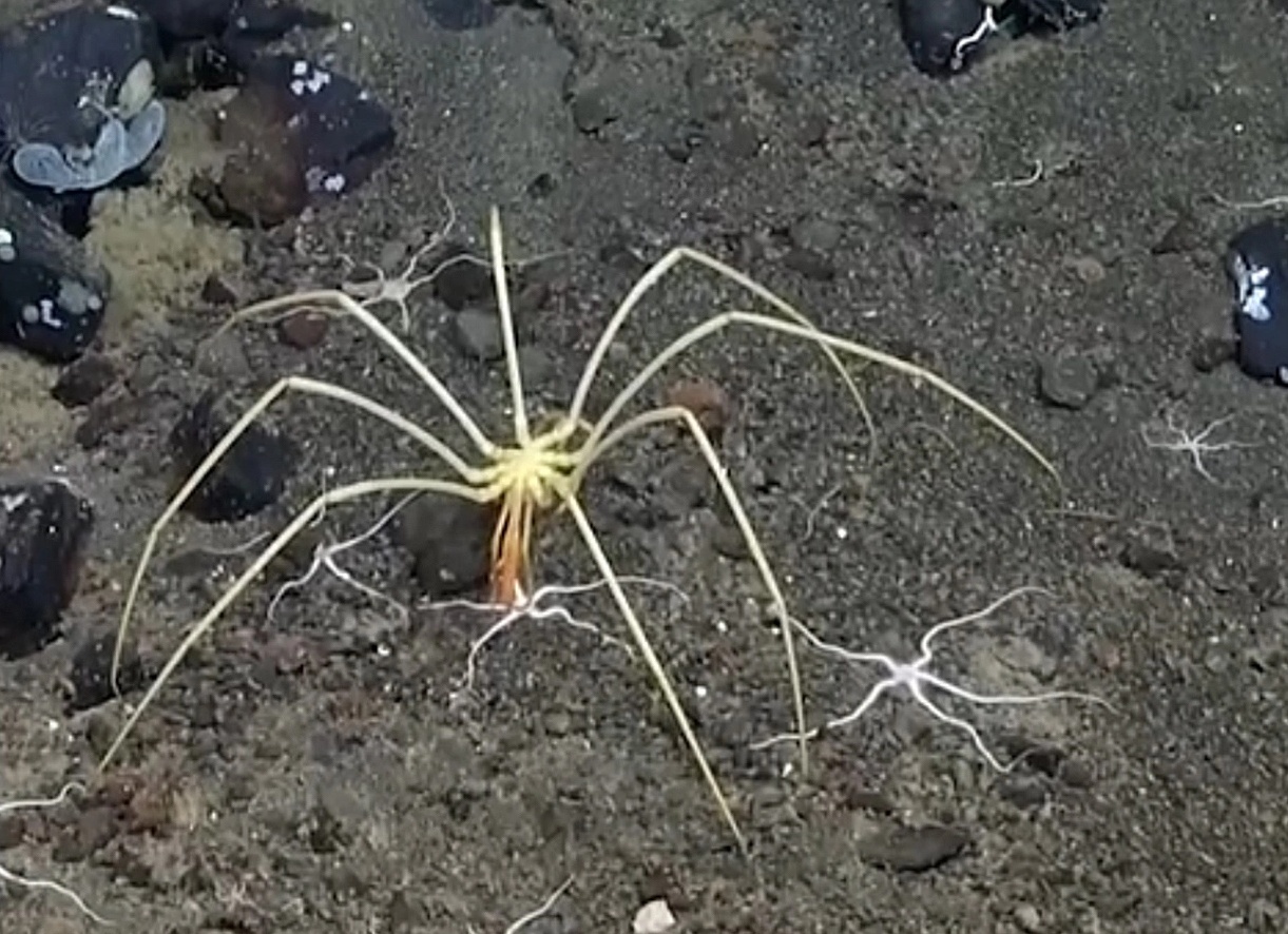 Морские пауки дышат через... ноги