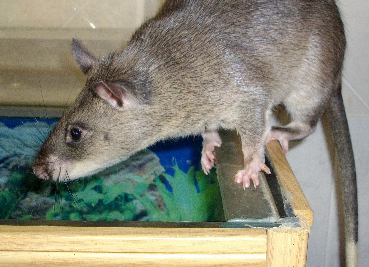 Гамбийские сумчатые крысы