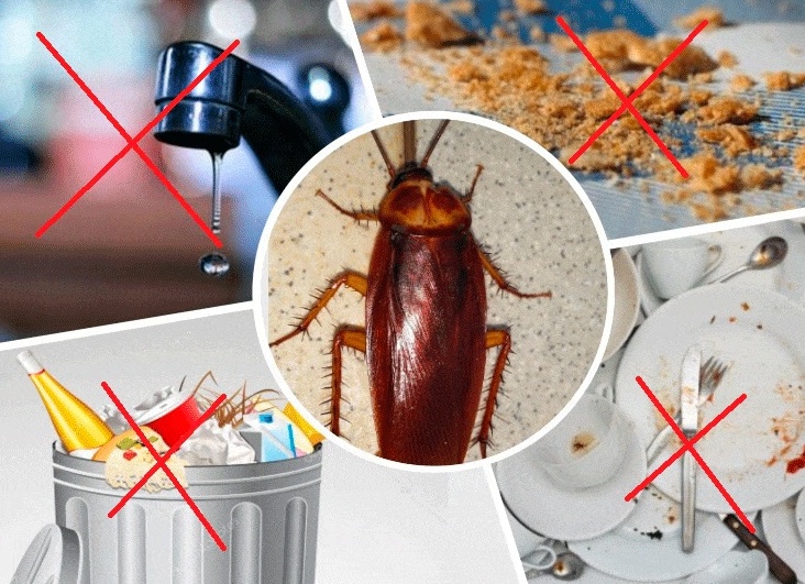 Как бороться с тараканами?