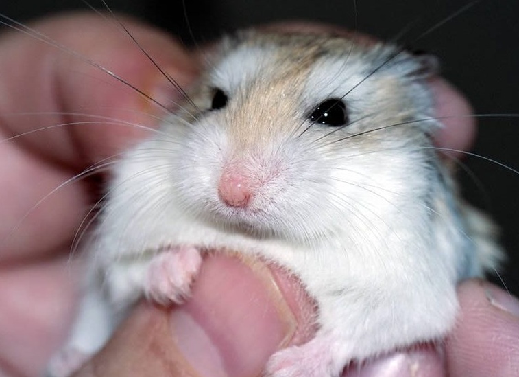 Болезни хомяков