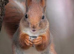 Белки могут мигрировать во время голода