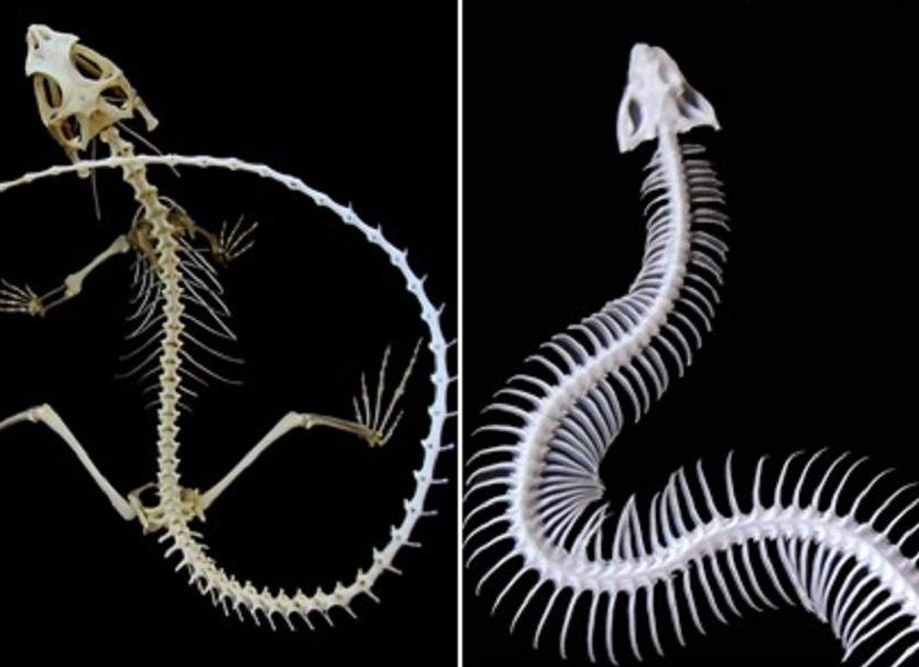 Чем змеи отличаются от ящериц?