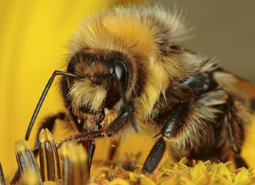 Интересные факты о шмелях  animalreader