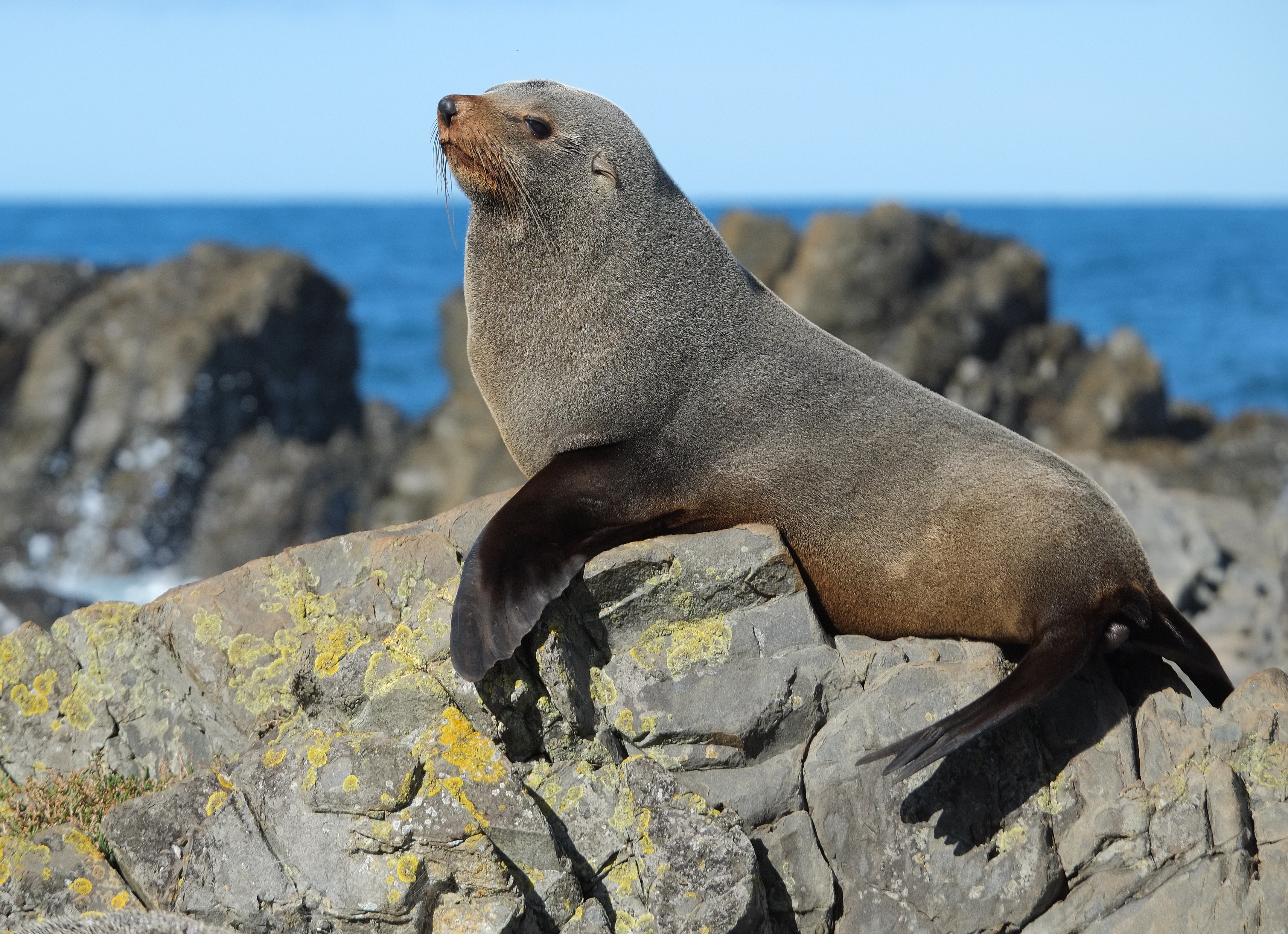 Морские котики | Энциклопедия животных