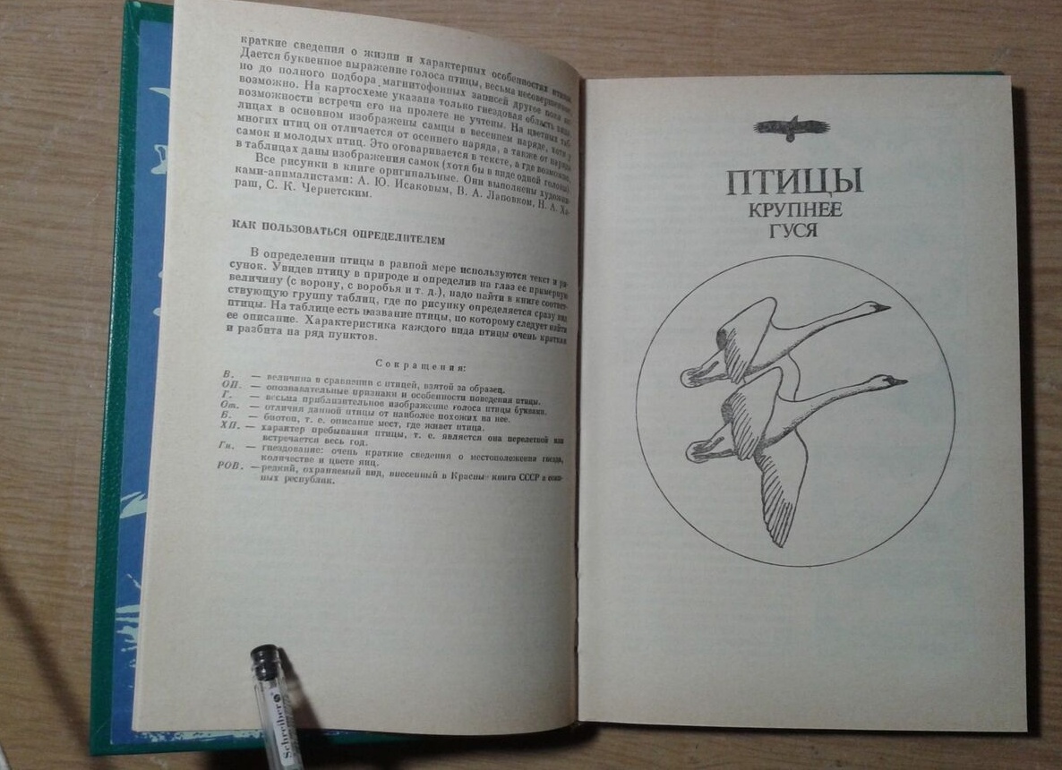 Редкие птицы. Описание и особенности редких птиц