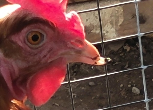 Много интересного о курах и петухах Много интересного о курах и петухах