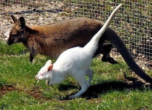 Животные-альбиносы - обреченные на страдания