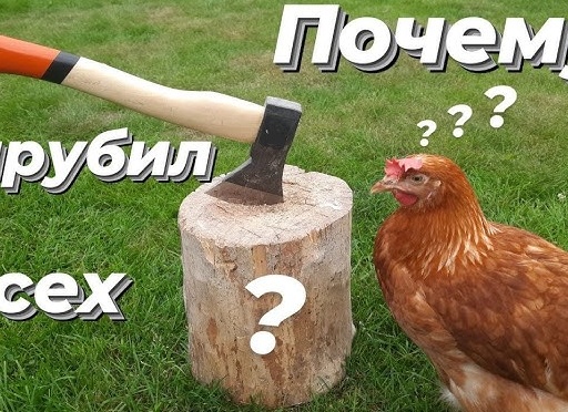 Куриная порода несушек - Ломан Браун (Ломан Красный)