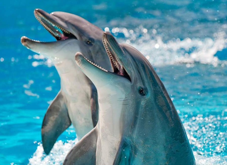 Невероятные факты о дельфинах и их способностях