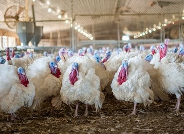 Hybrid Converter (Хайбрид Конвертер)