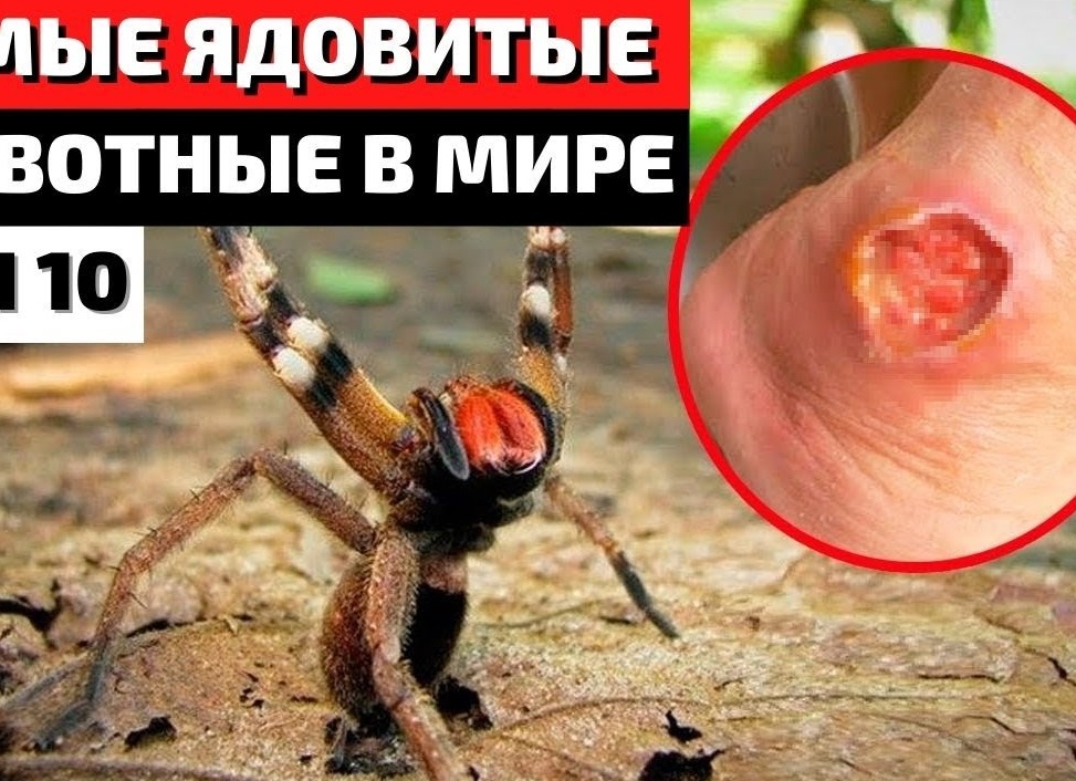 Самые опасные животные мира Самые опасные животные мира