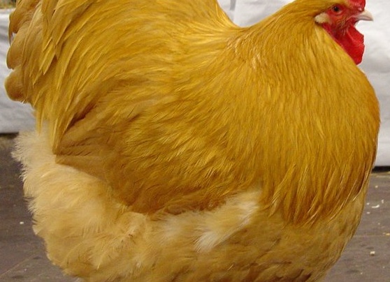 Куры породы Орпингтон