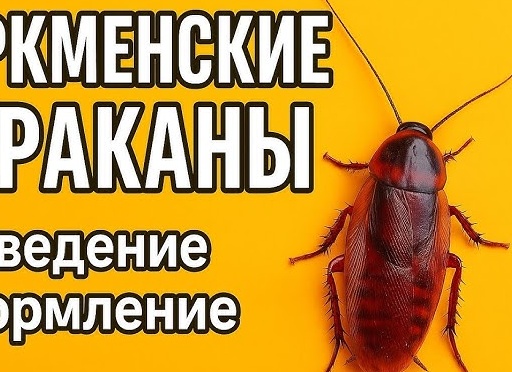 Особенности разведения туркменских тараканов Особенности разведения туркменских тараканов