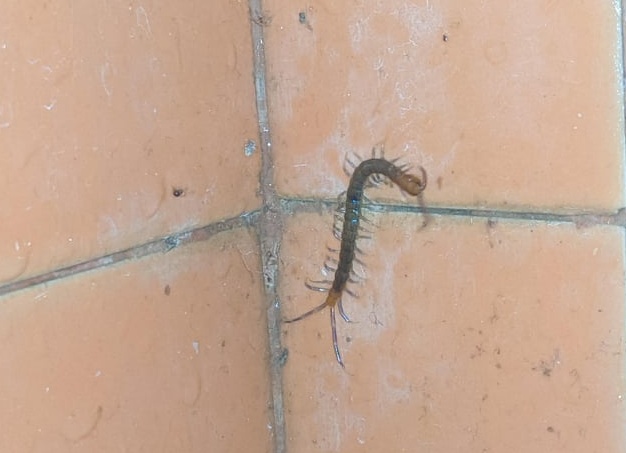 Опасные животные мира, которые выглядят довольно симпатично