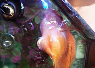 Что делать если рыбка плавает на боку или вверх брюхом?