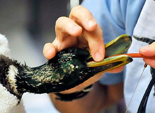 Причины, симптомы и лечение заболеваний гусей