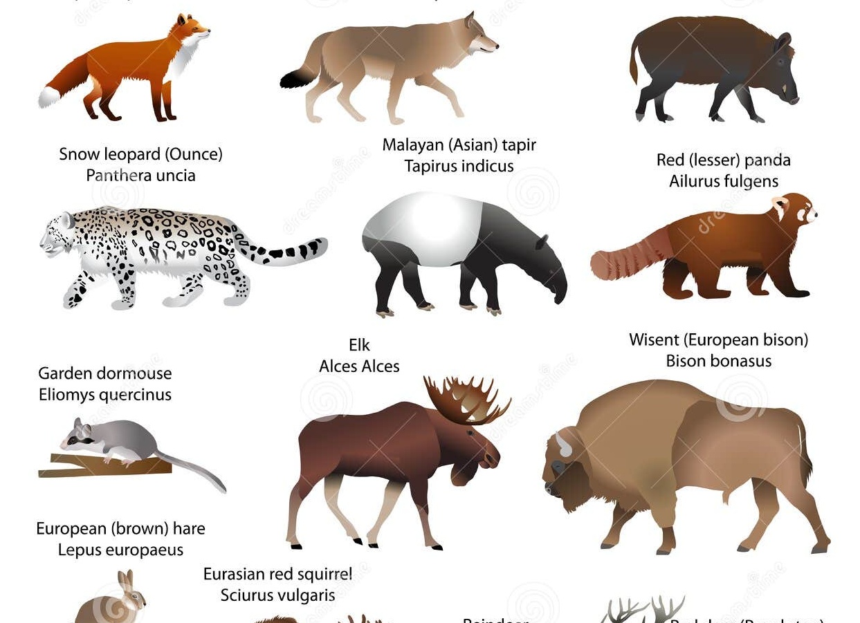 Животные Евразии