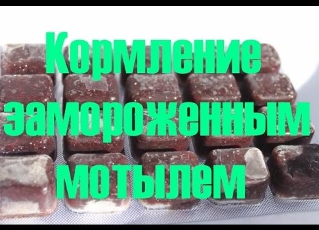 Как кормить рыбок замороженным мотылем? Как кормить рыбок замороженным мотылем?