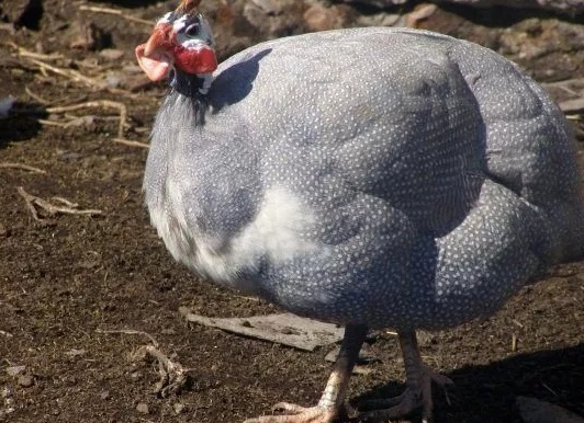 Особенности содержания и разведения бройлерных цесарок