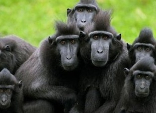 Названы самые умные животные