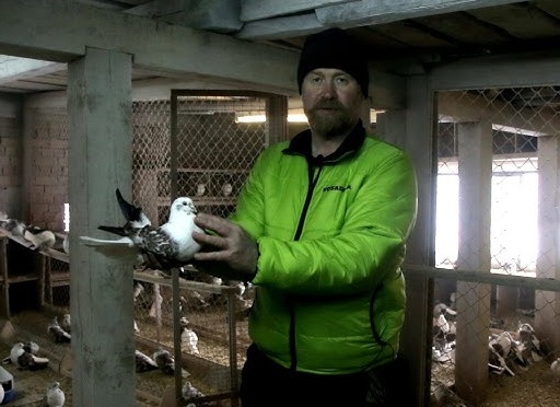 Голуби «Минские берёзовые»