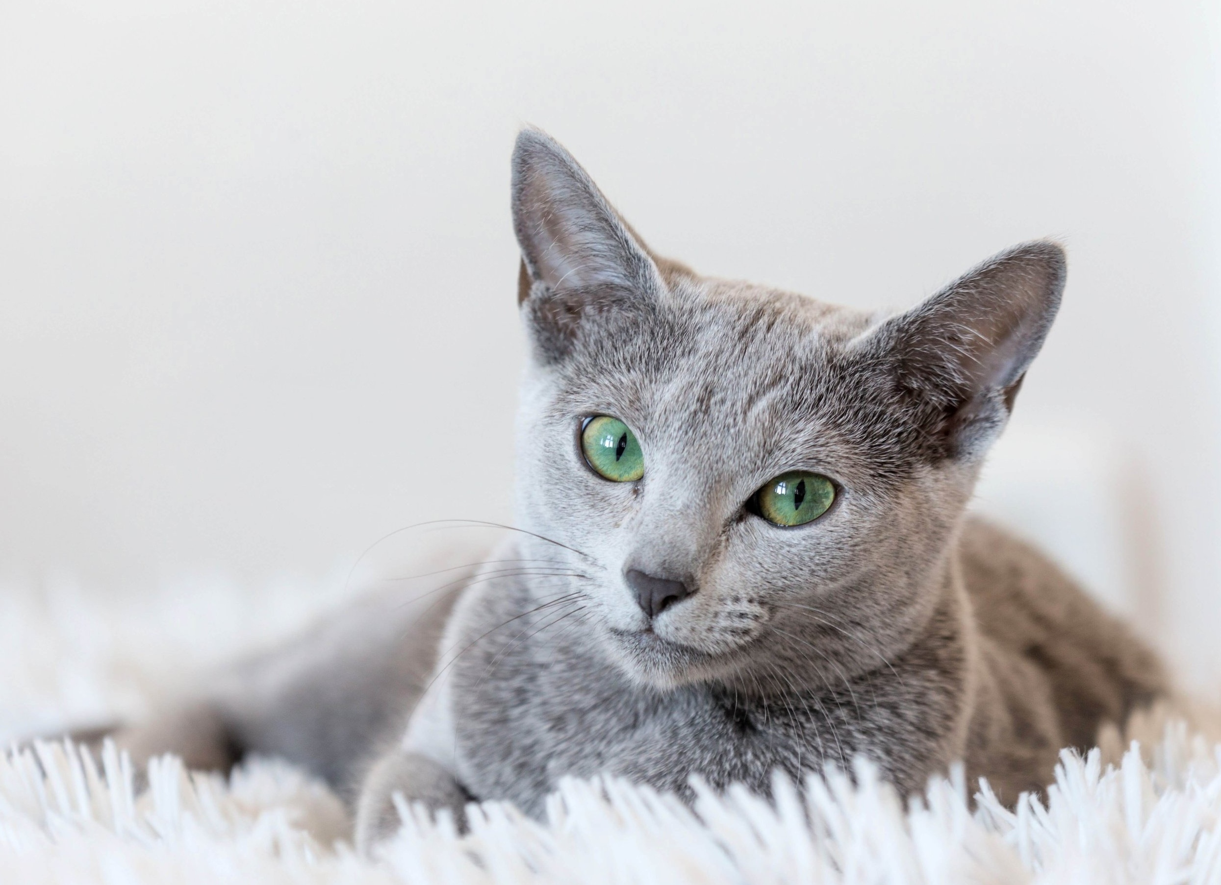 Интересные факты о корме для животных