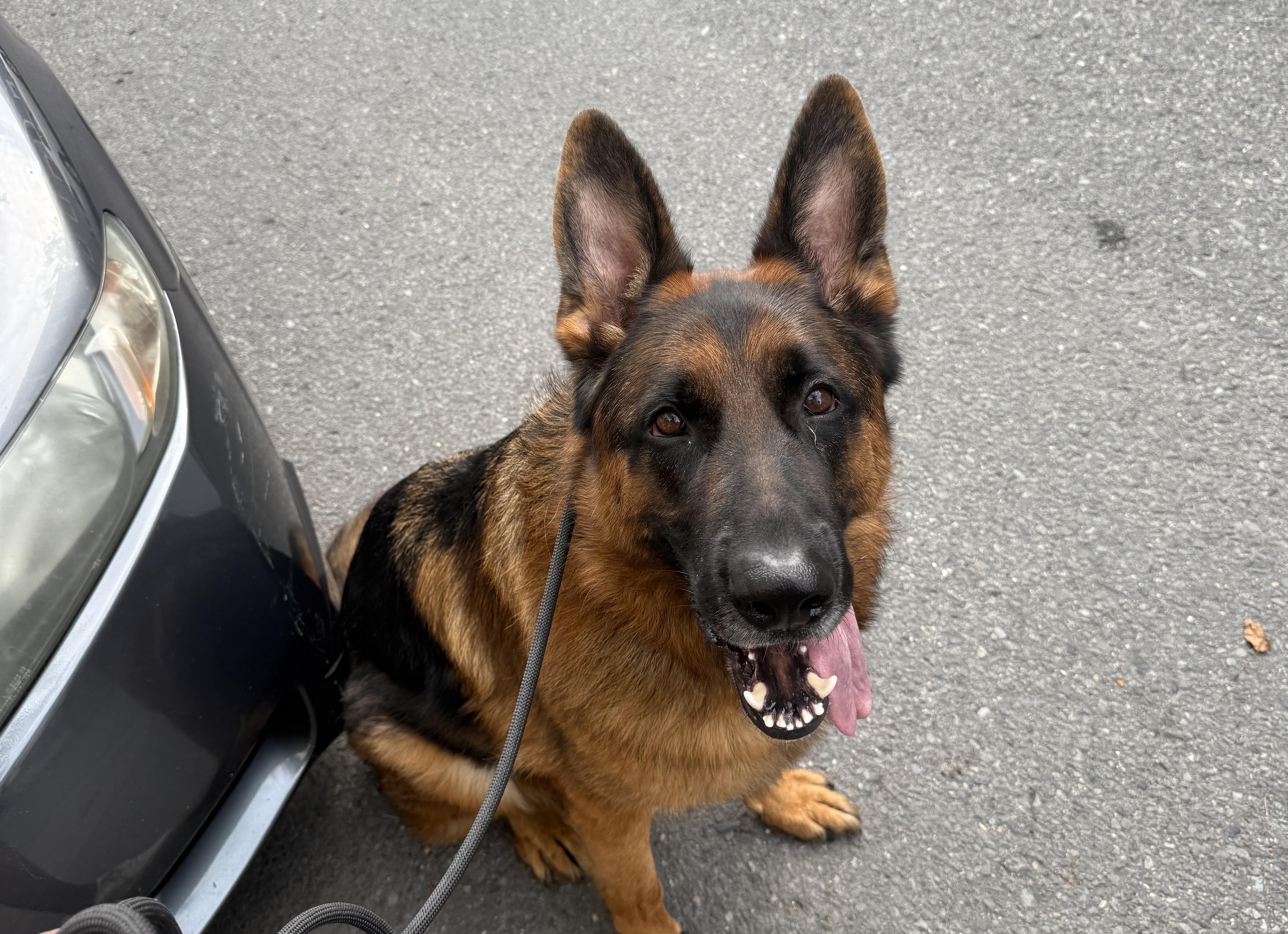 Как защититься от агрессивно настроенной собаки