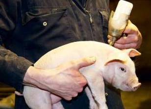 АЛЛЕРГИЯ У ПОРОСЯТ ЛЕЧЕНИЕ