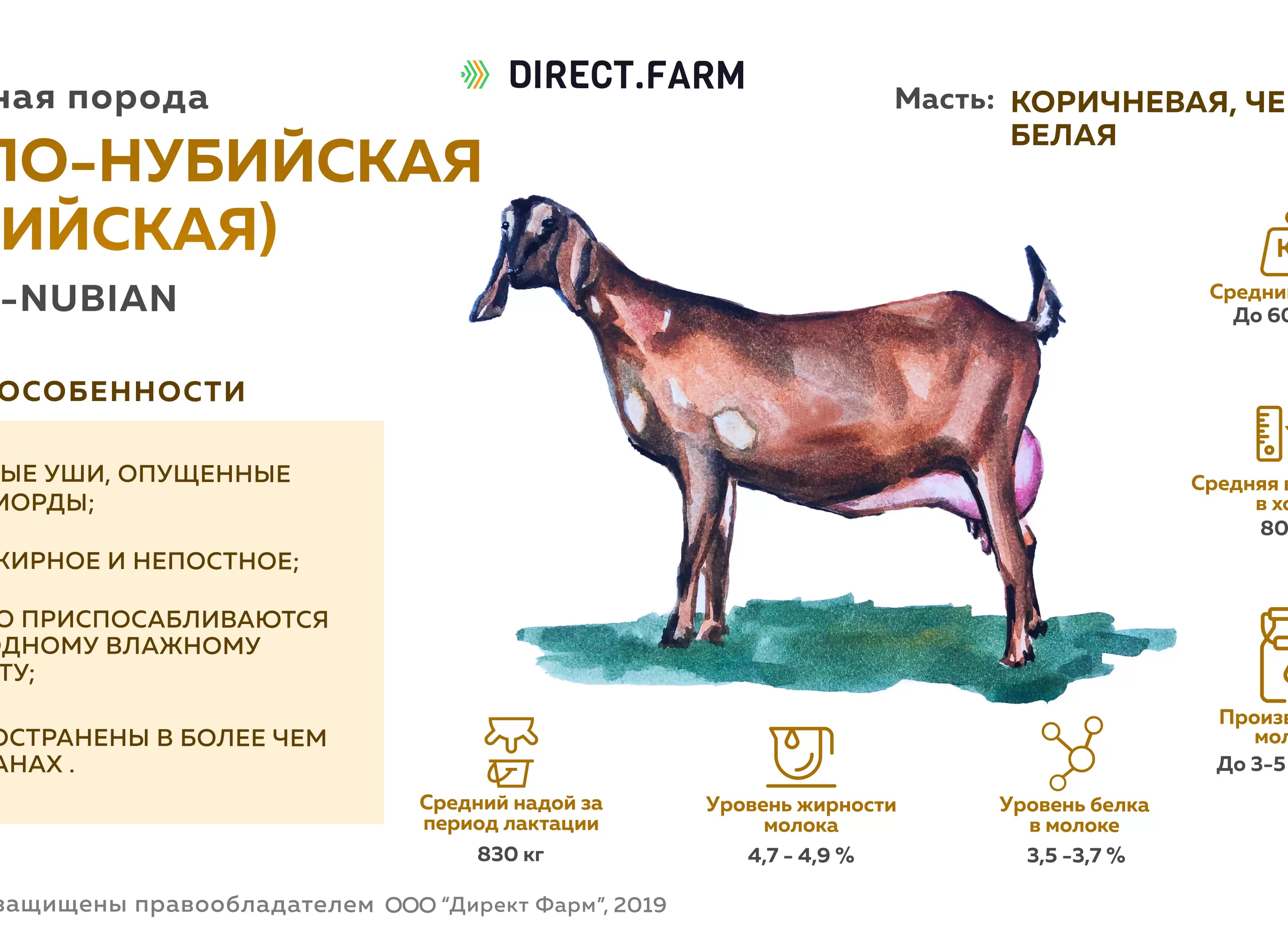 Нубийские козы или Англо-нубийские козы