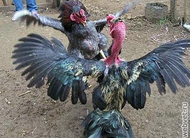 Куры бойцовой породы Мадагаскарская Голошейная
