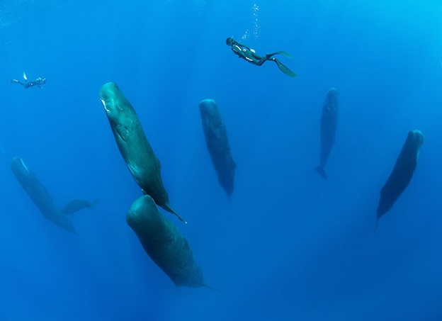 Уникальные кадры спящих кашалотов