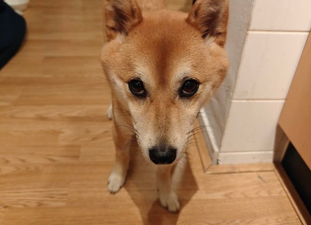 Ненужные собаки