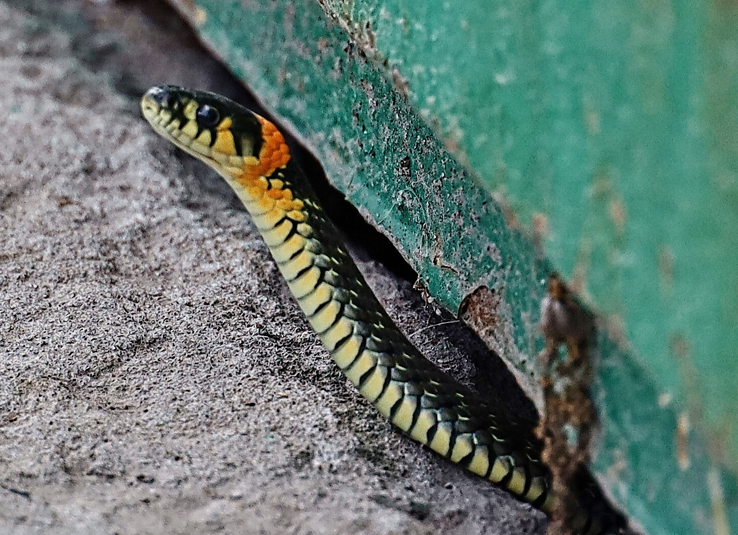 Домашние ящерицы. Топ-5 самых популярных домашних гекконов.