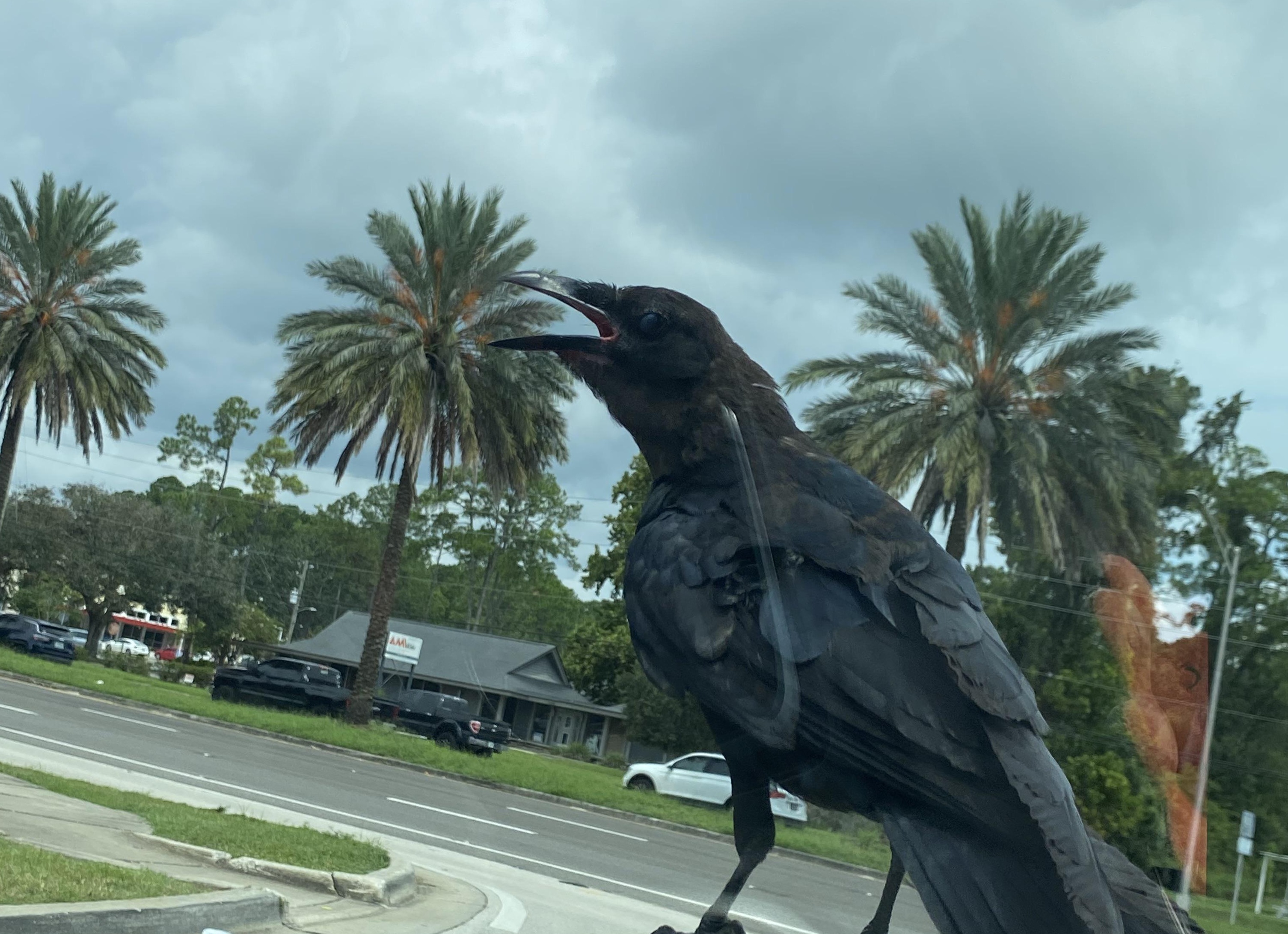 Вороны в городе. Хорошо или плохо?