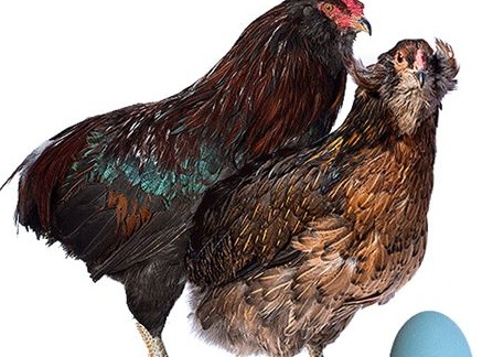 Куры породы Араукана