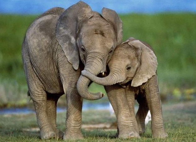 Самые лучшие матери животного мира