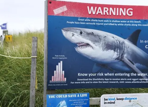 Чем для рыбы опасно лето