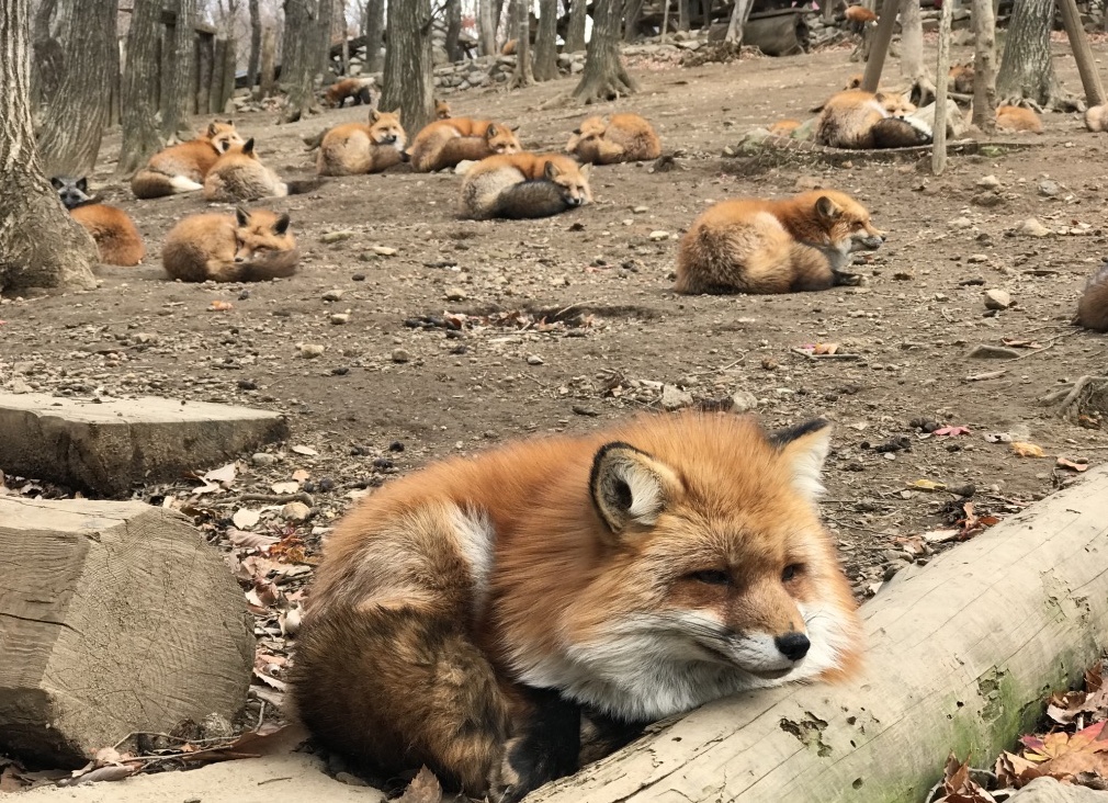 Лисья деревня в Японии