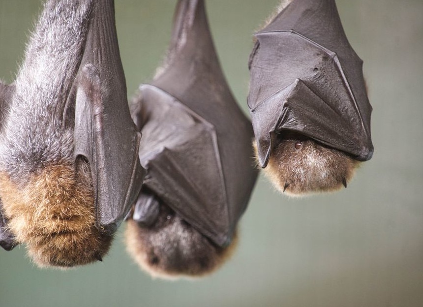 Как спят животные? Интересные факты