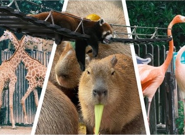 Самые необычные животные и их сверхспособности