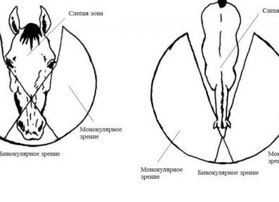 Органы чувств у лошадей