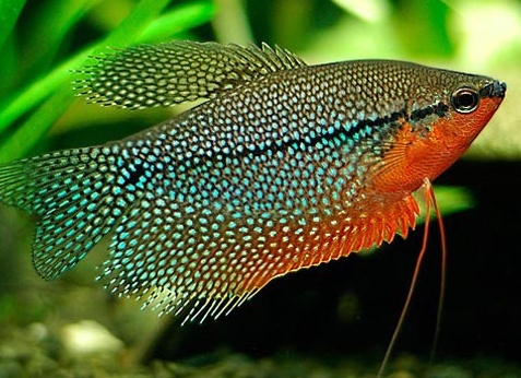 Жемчужный гурами