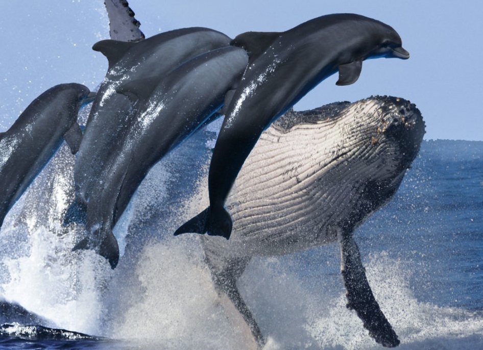 Тюрьма для дельфинов и китов