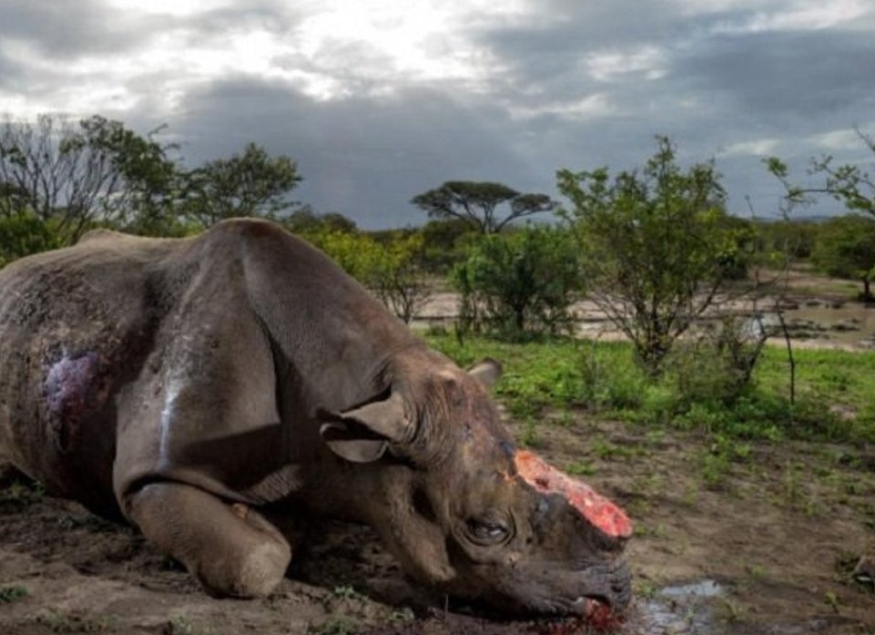 Почему мертвые носороги дороже живых ?